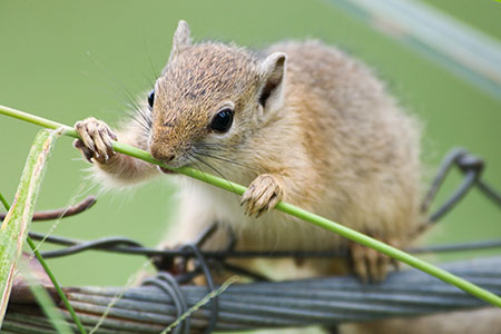 nibble on